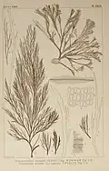 Icones of Japanese algae v.4 1907-1942 Desmarestia aculeata figures 5 - 9