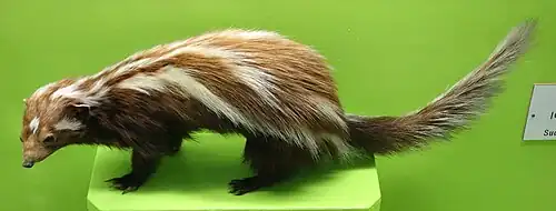 Striped polecat