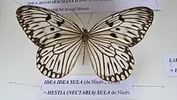 Idea sula sula specimen at Central Entomology Laboratory, ZSI, Kolkata