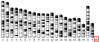 Mitochondrial DNA (mouse)
