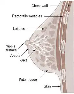 Cross section of the breast of a human female