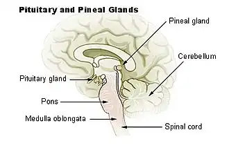 Pituitary and pineal glands
