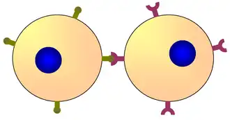 Two cells communicating via their respective surface molecules