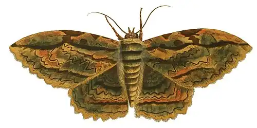 Illustration by Dru Drury dorsal