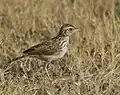 Indian bushlark at Rajkot