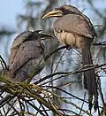 A pair (female right and male at left) at Mohali, Punjab, northern India