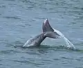 Tail-walking exhibited by Indian Ocean Humpback dolphin