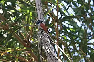 Indian Paradise-Flycatcher