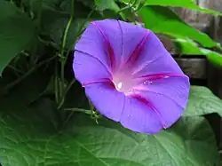 Opening purple morning glory (Ipomoea purpurea)