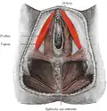 muscles of the female perineum (ischiocavernosus visible at upper left)