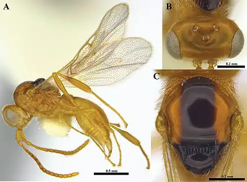 Ismarus nigrofasciatus