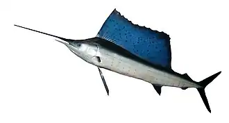 Large retractable dorsal fin of the Indo-Pacific sailfish may serve to control the fish's temperature.