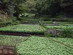 Mount Amagi is a well-known producer of wasabi, which grows naturally along Japan's stream beds in mountain river valleys.