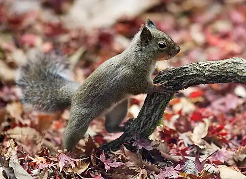 Gray squirrel