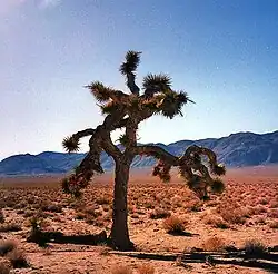 A tree with spiked limbs sprawling in several directions stands in a desert. A mountain range stands in the background