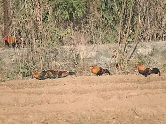 Junglefowl, Sukhna wildlife sanctuary, Chandigarh