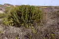 Dune juniper reforestation at Las Amoladeras Beach
