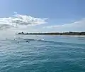 A group of surfers surfing a beach break in Juno Beach, Florida.