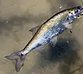 Fig. 4 Juvenile Clear Lake hitch.[11]