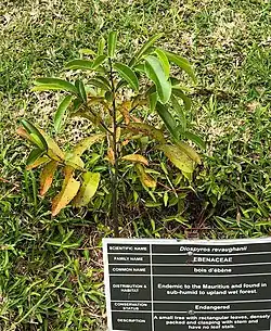Juvenile plant with its very different, heterophyllous foliage