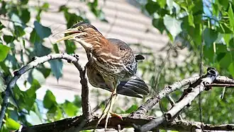 Subadult in Minnesota