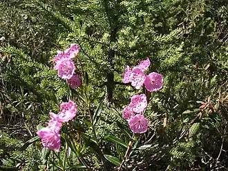 Kalmia polifolia