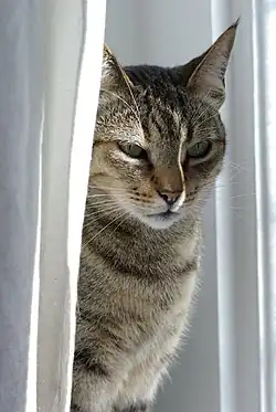 Javanese or Colorpoint Longhair