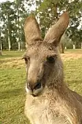 Kangaroo