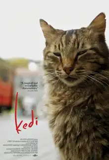 A cat looking at the viewer with its eyelids nearly shut, looking sleepy. The title "kedi" is shown to its right in red.