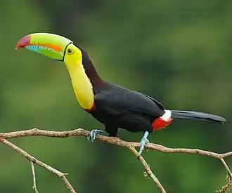 R. s. brevicarinatus in Costa Rica