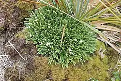 A small clump of Kelleria dieffenbachii set among other grasses for scale, with white flowers.
