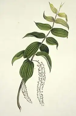 Botanical illustration of Coriaria arborea