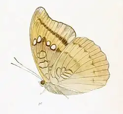 Ventral view