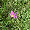 Pink wildflower