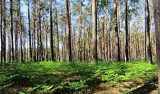 Forest near the village