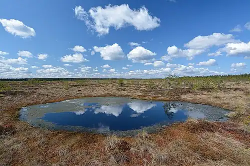 Precipitation accumulates in many bogs, forming bog pools, such as Koitjärve bog in Estonia