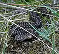 Common European adder