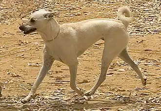 Cretan Hound or Kritikos Lagonikos, one of Europe's oldest hunting dog breeds