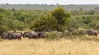 Kruger National Park