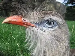 Red-legged seriema