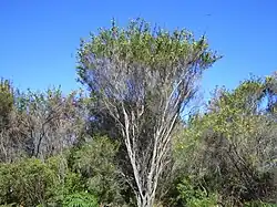 Kunzea ericifolia in a melaleuca thicket (approx 4 m tall), north side of Lake Seppings