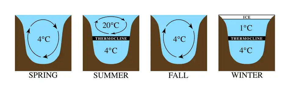 Typical mixing pattern for many lakes, caused by the fact that water is less dense at temperatures other than 4 °C or 39 °F (the temperature where water is most dense). Lake stratification is stable in summer and winter, becoming unstable in spring and fall when the surface waters cross the 4 °C mark.