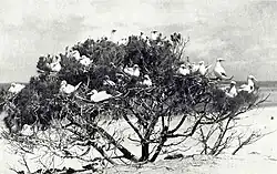 Photo of an ironwood tree crowded with seabirds