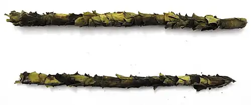 Nests of Megachile bees from Bangalore, India.