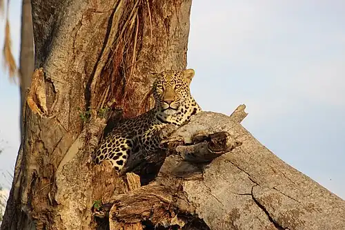 Leopard resting in a leadwood tree near Mombo Camp, Okavango Delta (April 2025)