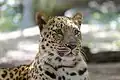 Amur leopard