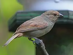 Female on St. John, USVI