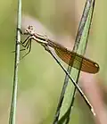 Teneral male
