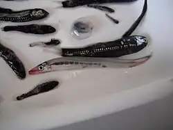 A collection of mesopelagic forage fishes trawled from the Gulf of Mexico that includes Myctophids, larval anglerfishes, bristlemouths, and a barracudina