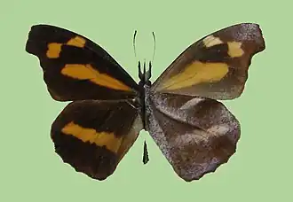 Collected specimen